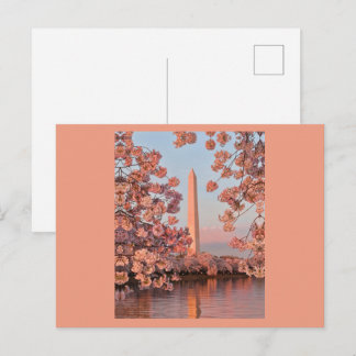 Kersenbloesems en Washington Monument Ansichtkaart Briefkaart