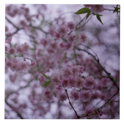 Kersenbloesems in de wind 3D-effect tegel 6x6" Tegeltje (Voorkant)