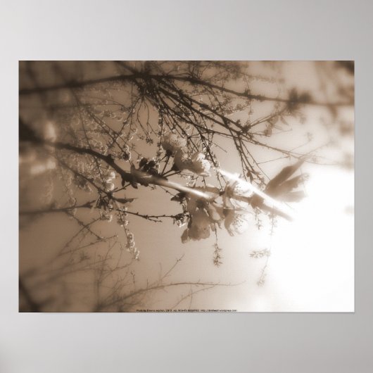 kersenbloesems in de zon , sepia poster (Voorkant)