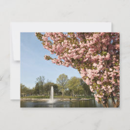 Kersenbloesems in Lincoln Park Briefkaart