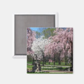 Kersenbloesems in Philadelphia Magnet (Voorkant / Achterkant)