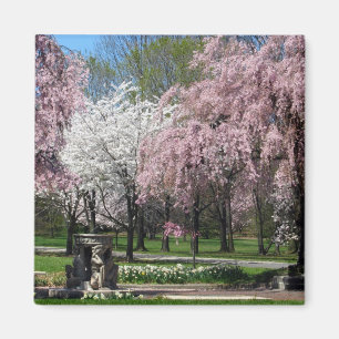 Kersenbloesems in Philadelphia Magnet