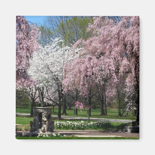 Kersenbloesems in Philadelphia Magnet (Voorkant)