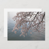 kersenbloesems over het bekken van de getijdenzee briefkaart (Voorkant / Achterkant)