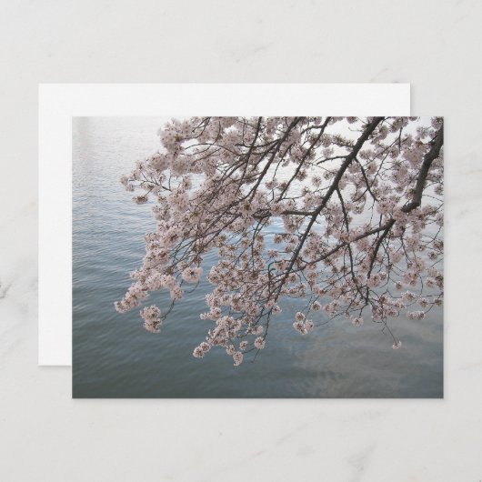 kersenbloesems over het bekken van de getijdenzee briefkaart (Voorkant / Achterkant)