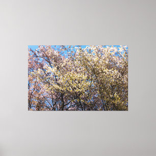 Kersenbomen in volle bloei op een warme lentedag canvas afdruk