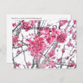 Kersenboom in bloei Washington, D.C. Briefkaart (Voorkant / Achterkant)