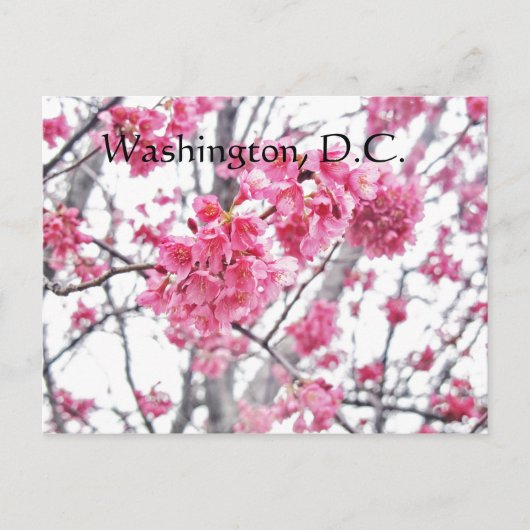 Kersenboom in bloei Washington, D.C. Briefkaart (Voorkant)