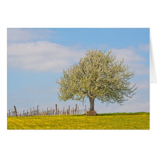 Kersenboom in de lente (Voorkant Horizontaal)