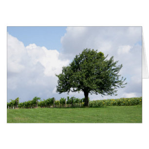 Kersenboom in de zomer