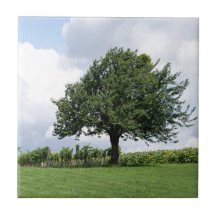 Kersenboom in de zomer tegeltje