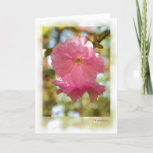 Kersenboom (Kwanzan)