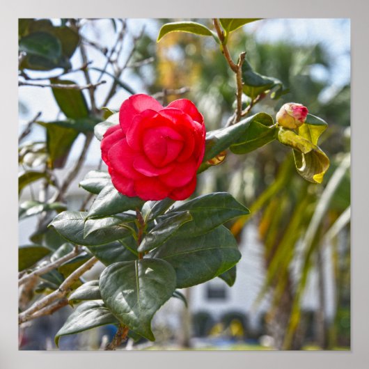 Kersenrode Camellia Bloem en Knop Poster (Voorkant)