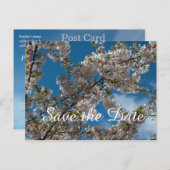 kersensbloesem in de blauwe hemel. Briefkaart datu (Voorkant / Achterkant)