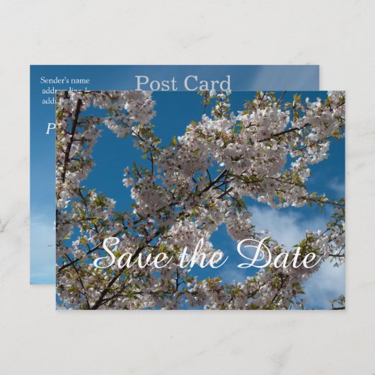 kersensbloesem in de blauwe hemel. Briefkaart datu (Voorkant / Achterkant)