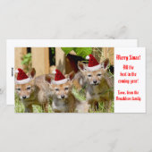 Kerst Baby Coyote Foto Feestdagenkaart (Voorkant / Achterkant)