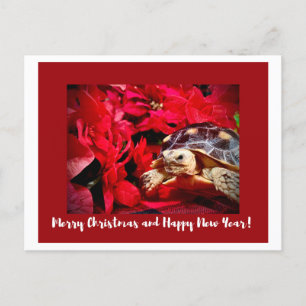 Kerst Baby Sulcata Schildpad en rode poinsettia's Briefkaart