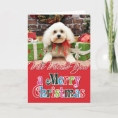 Kerst - Bichon Frise - Harry Feestdagen Kaart (Voorkant)