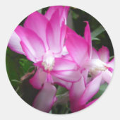 Kerst Cactus Flowers Sticker (Voorkant)