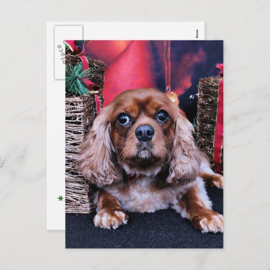 Kerst - Cavalier - Cooper Feestdagenkaart (Voorkant / Achterkant)