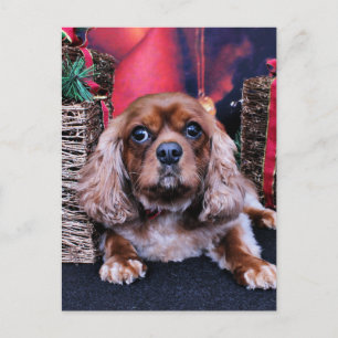 Kerst - Cavalier - Cooper Feestdagenkaart