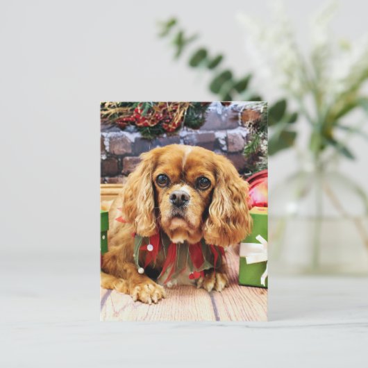 Kerst - Cavalier King Charles Spaniel - Lily Feestdagenkaart (Staand voorkant)