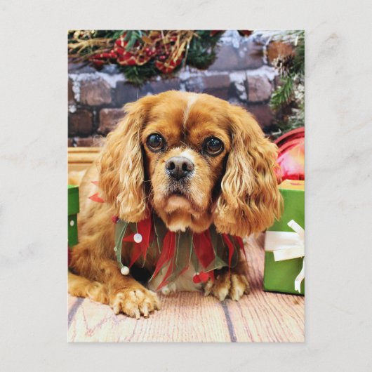 Kerst - Cavalier King Charles Spaniel - Lily Feestdagenkaart (Voorkant)