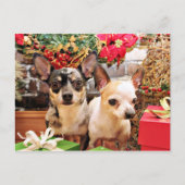 Kerst - Chihuahua - Gordy en Pedro Feestdagenkaart (Voorkant)
