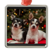 Kerst Chihuahua's