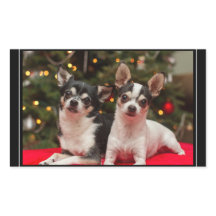 Kerst Chihuahua's