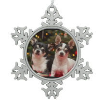 Kerst Chihuahua's