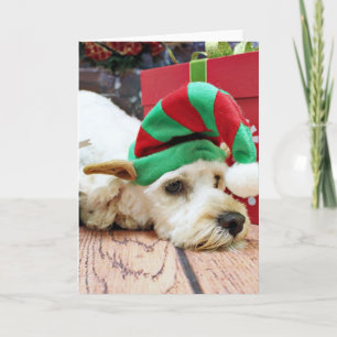 Kerst - Cockapoo - KC Feestdagen Kaart