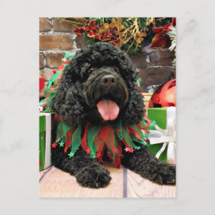 Kerst - Cockapoo - Sophie Feestdagenkaart