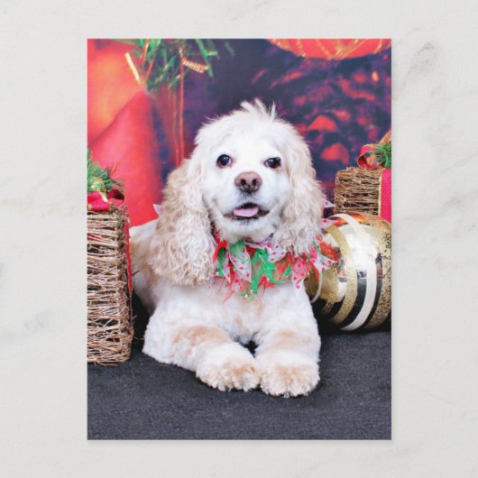 Kerst - Cocker Spaniel - Sammy Feestdagenkaart (Voorkant)