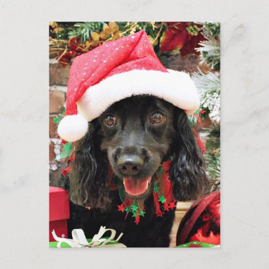 Kerst - Cocker Spaniel X - Peper Feestdagenkaart (Voorkant)
