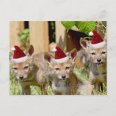 Kerst Coyote Pups Feestdagenkaart (Voorkant)