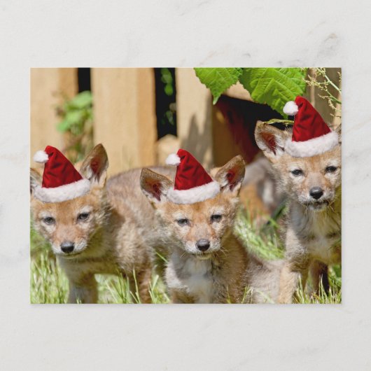 Kerst Coyote Pups Feestdagenkaart (Voorkant)