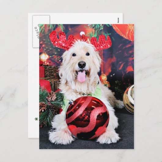 Kerst - Daisy - Goldendoodle Feestdagenkaart (Voorkant / Achterkant)