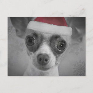 Kerst Grappig Chihuahua Puppy met Santa Hat Feestdagenkaart