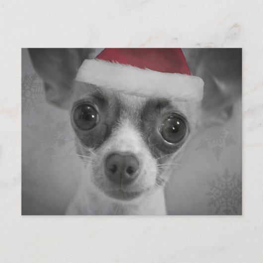 Kerst Grappig Chihuahua Puppy met Santa Hat Feestdagenkaart (Voorkant)