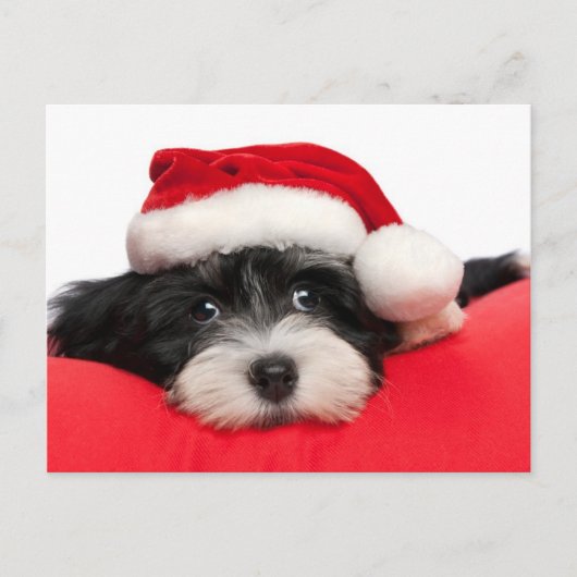 Kerst Havanese Puppy Hond Feestdagenkaart (Voorkant)