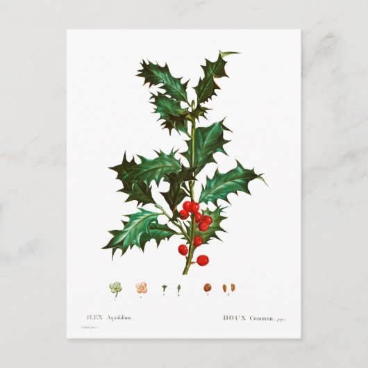  Kerst Holly Mistletoe Briefkaart (Voorkant)