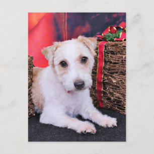 Kerst - Jack Russell - Wiley Feestdagenkaart