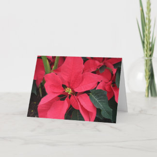 Kerst Kaart met Helderrode Poinsettia