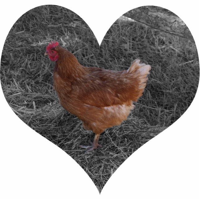 Kerst-kerstversiering met een gebroken kip fotobeeldje ornament (Voorkant)