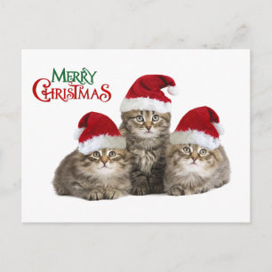Kerst Kittens Feestdagenkaart