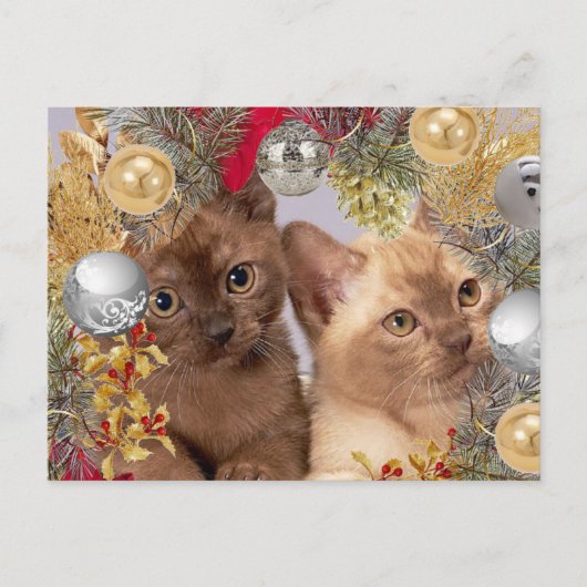 Kerst Kittens Vakantie Katten Briefkaart (Voorkant)