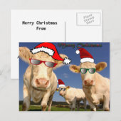 Kerst Koeien Briefkaart (Voorkant / Achterkant)