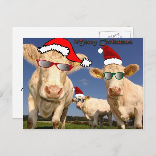 Kerst Koeien Briefkaart (Voorkant / Achterkant)