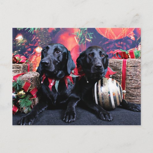 Kerst - Labrador - Banjo en Boomer Feestdagenkaart (Voorkant)